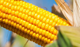 玉米视频,探索农业科技新篇章